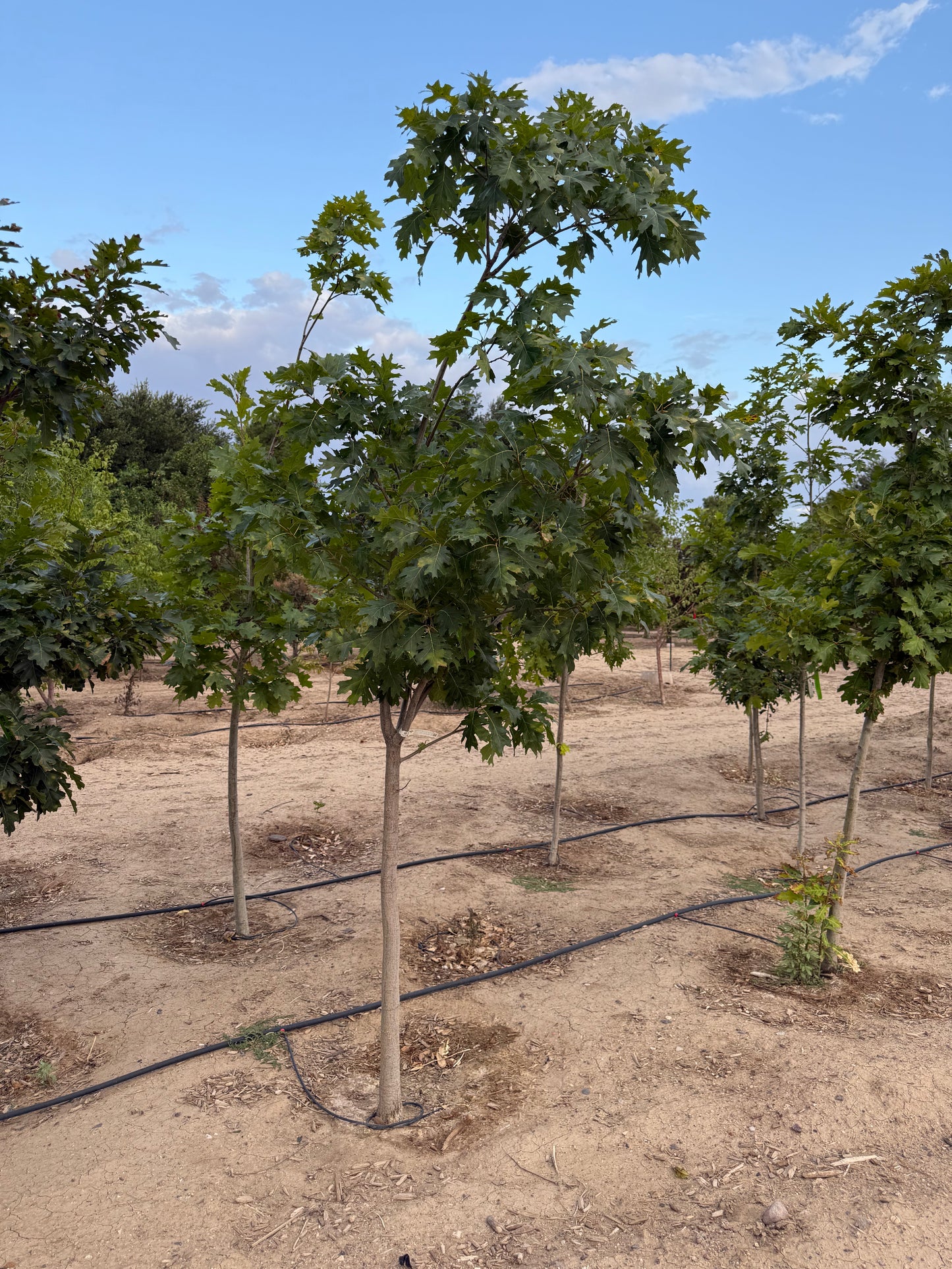 Oak Red - Grow Bag - #31720