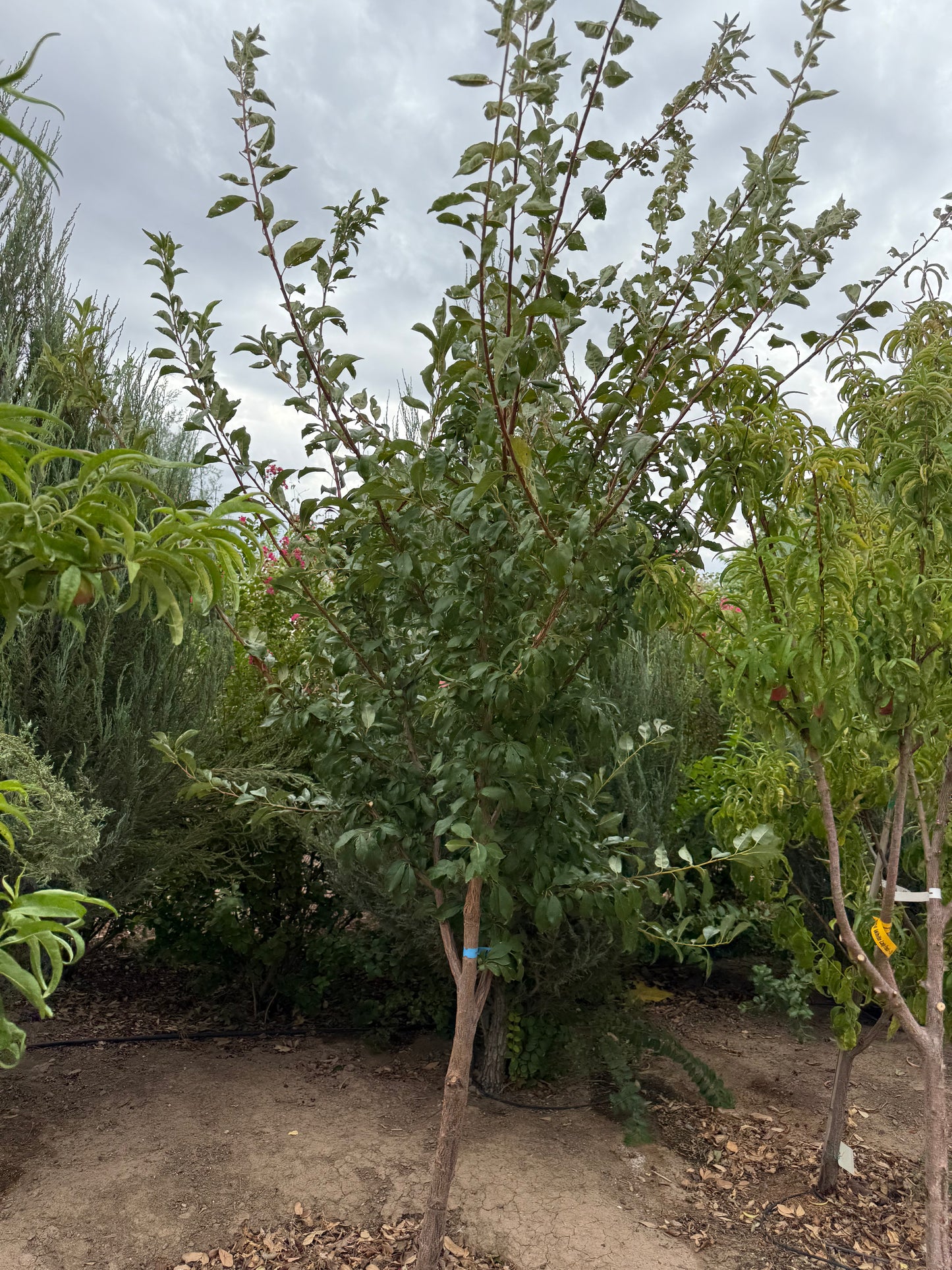 Plum 'Satsuma' - Grow Bag - #29643