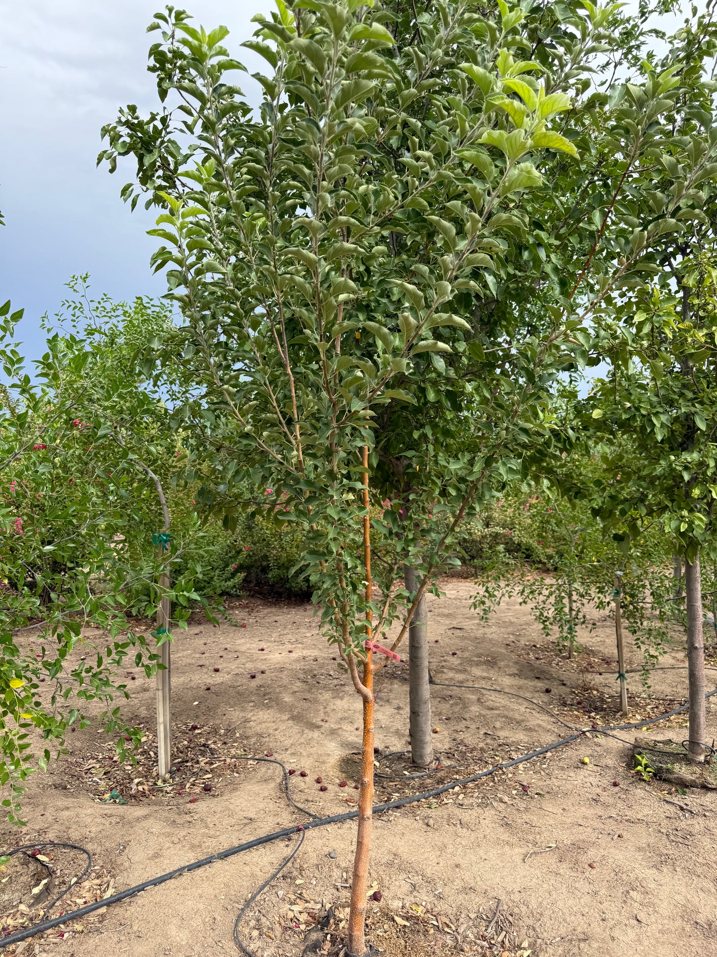 Apple 'Fuji' - Grow Bag - #29676