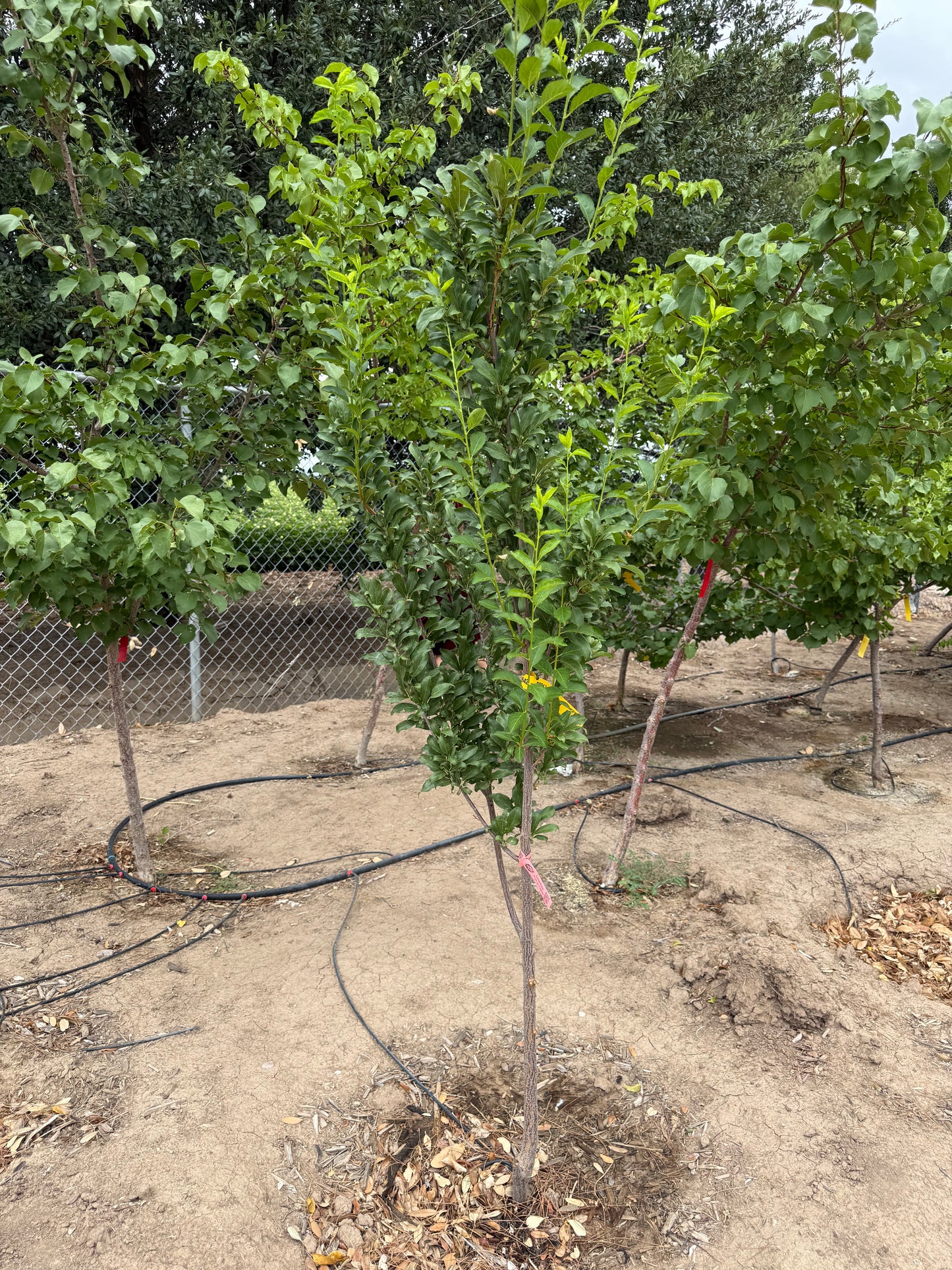 Plum 'Santa Rosa' - Grow Bag - #29642