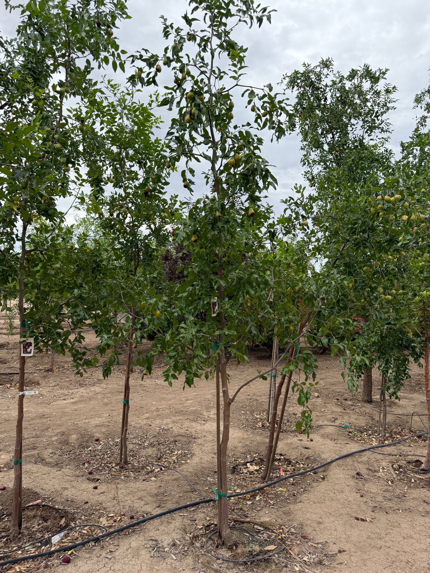 Jujube 'Lang' - Grow Bag - #31708