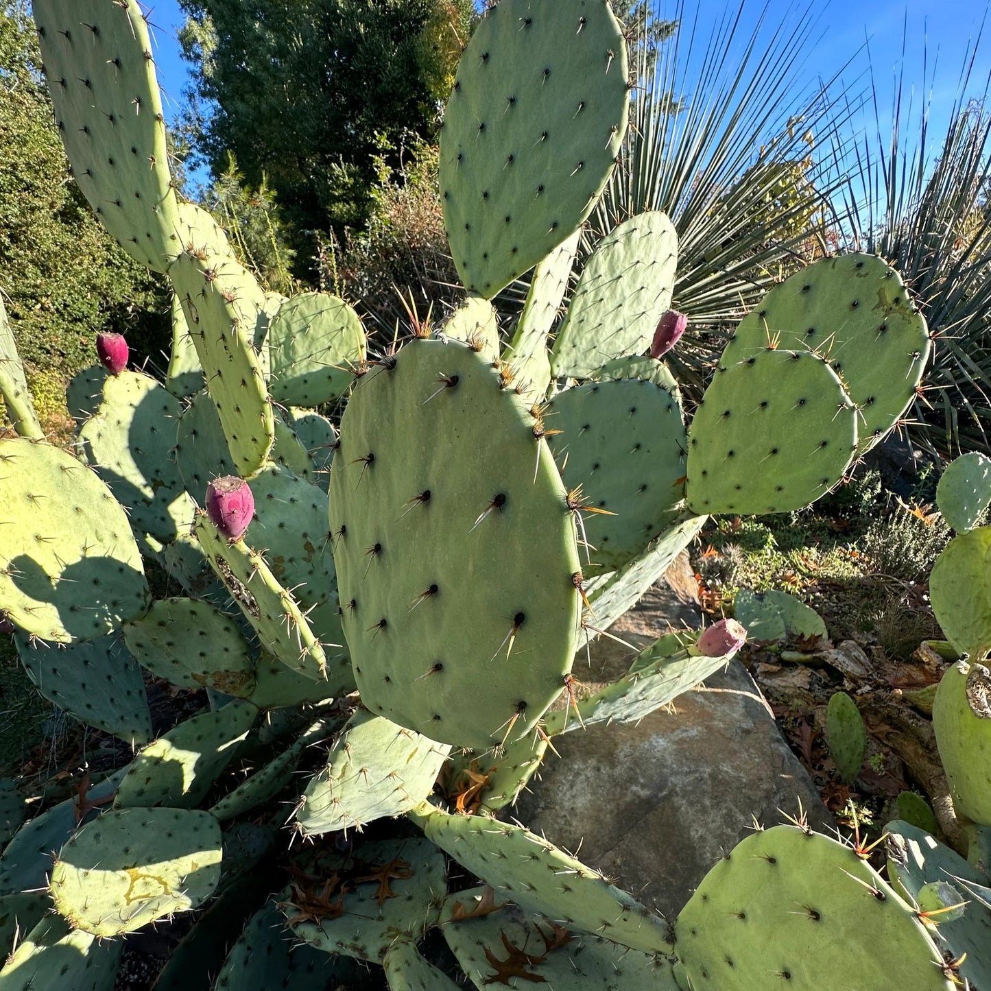 Prickly Pear 'Engelmann Native' - 5 Gallon - #28929