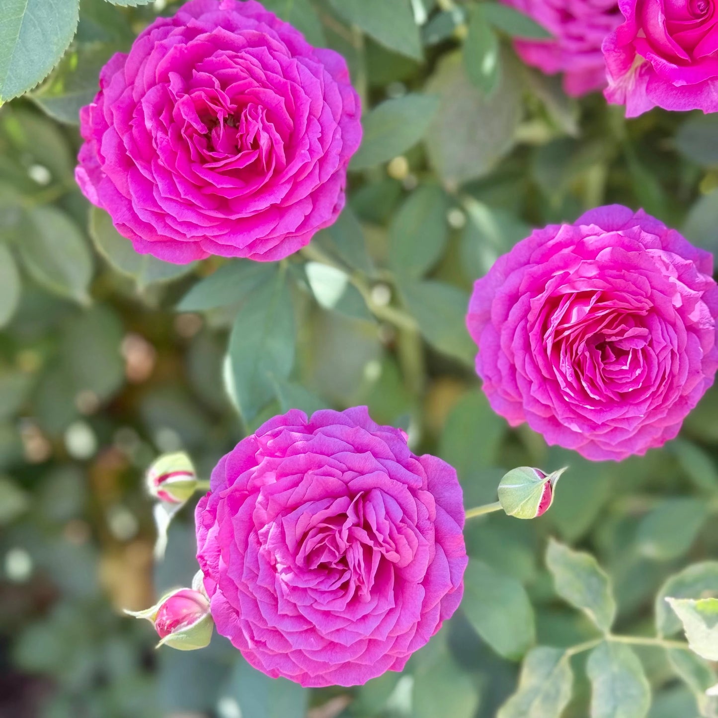 Rose - Light Years Away - Floribunda - TNP - #32623
