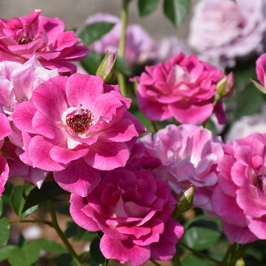 Rose Tree Brilliant Pink Iceberg & Burgundy Iceberg - 7 Gallon - #32582