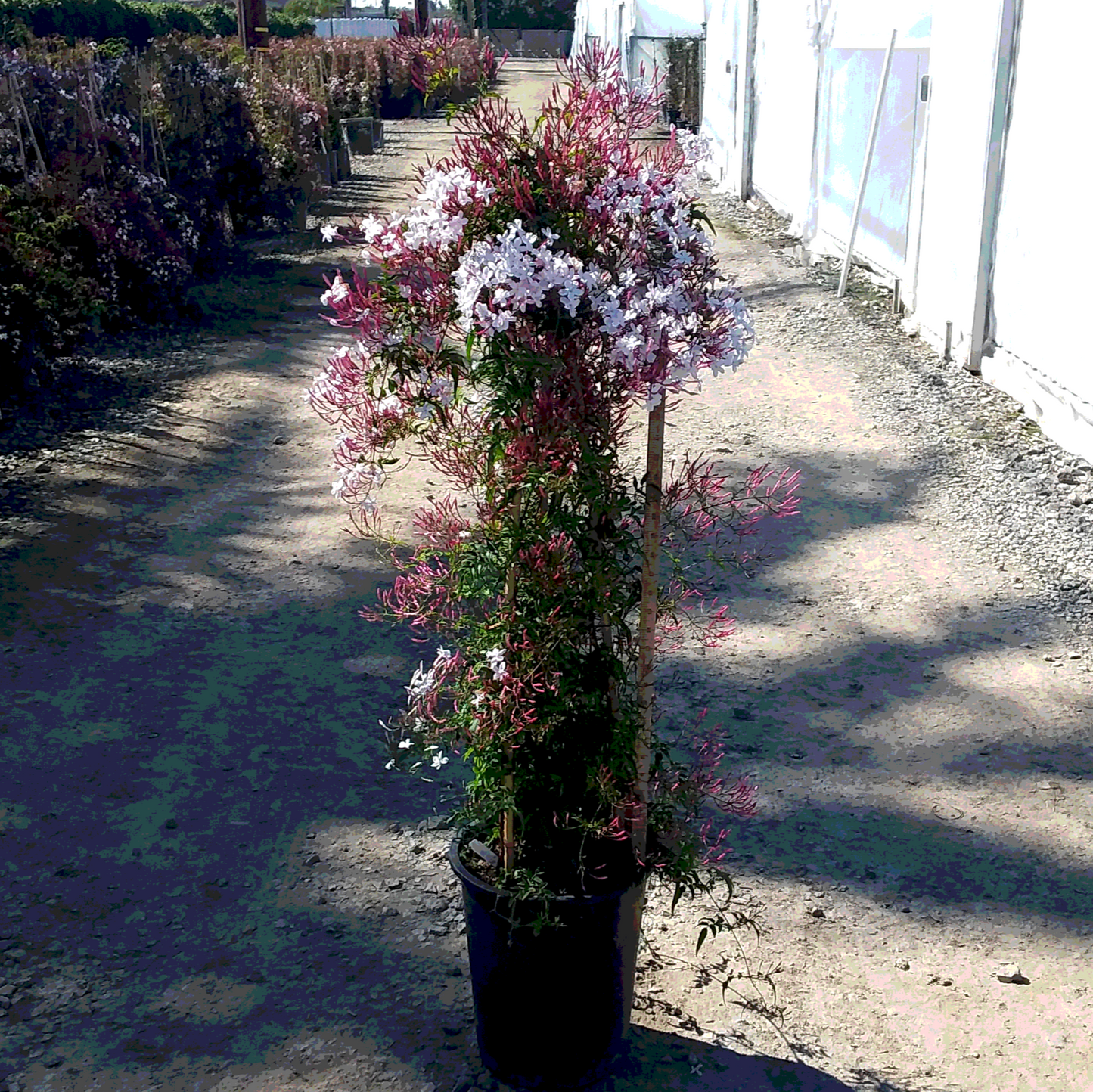 Pink Climbing Jasmine - 5 Gallon - #3472
