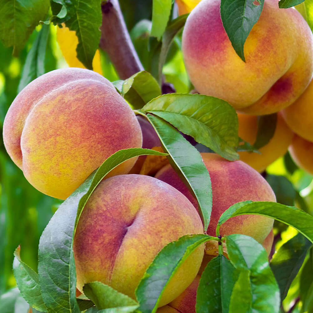 Peach 'J.H. Hale' - Grow Bag - #29623