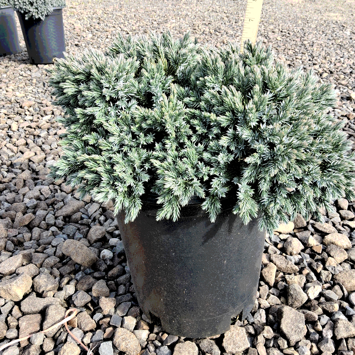 Blue Star Juniper - 5 Gallon - #32825