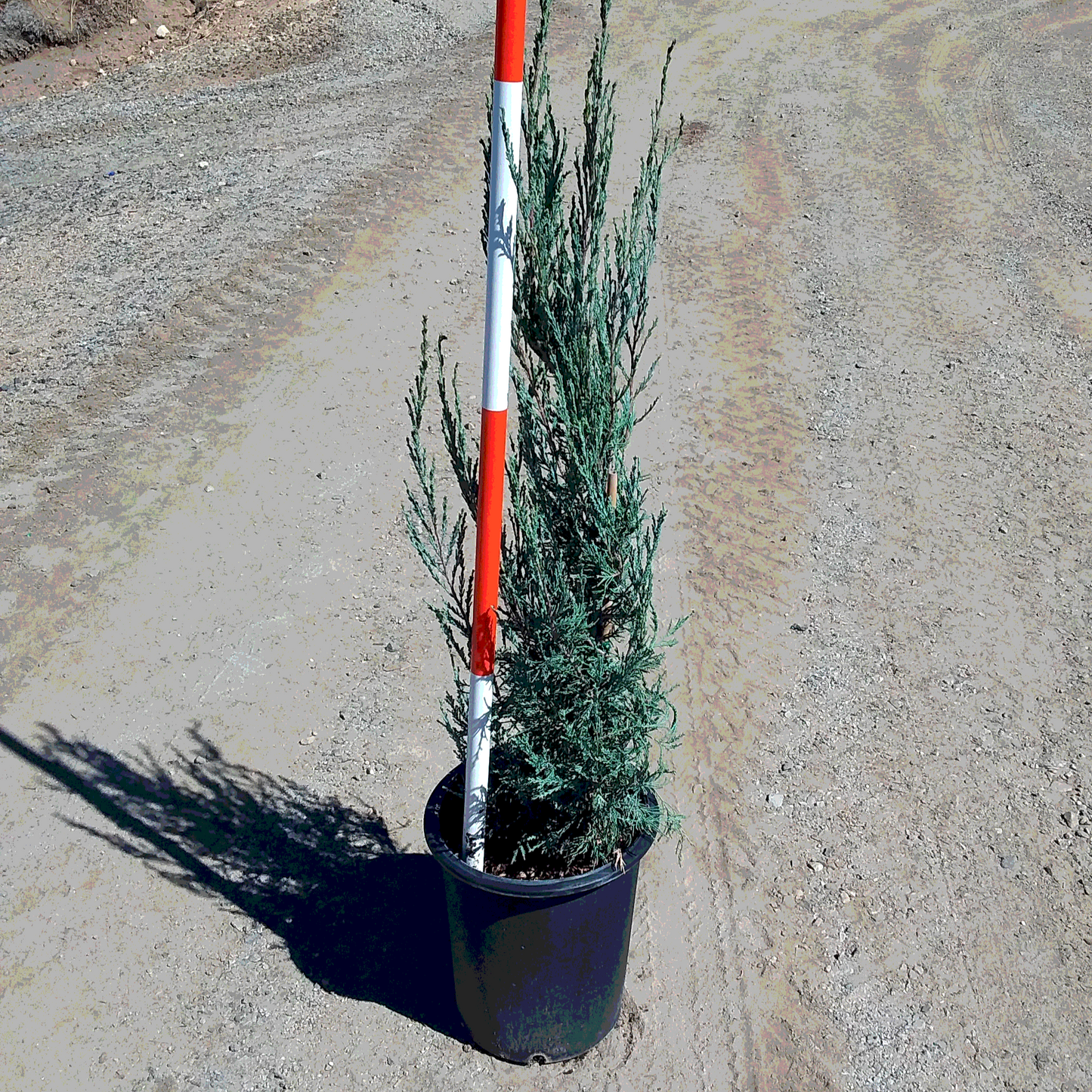Juniper 'Blue Arrow' - 5 Gallon - #26195