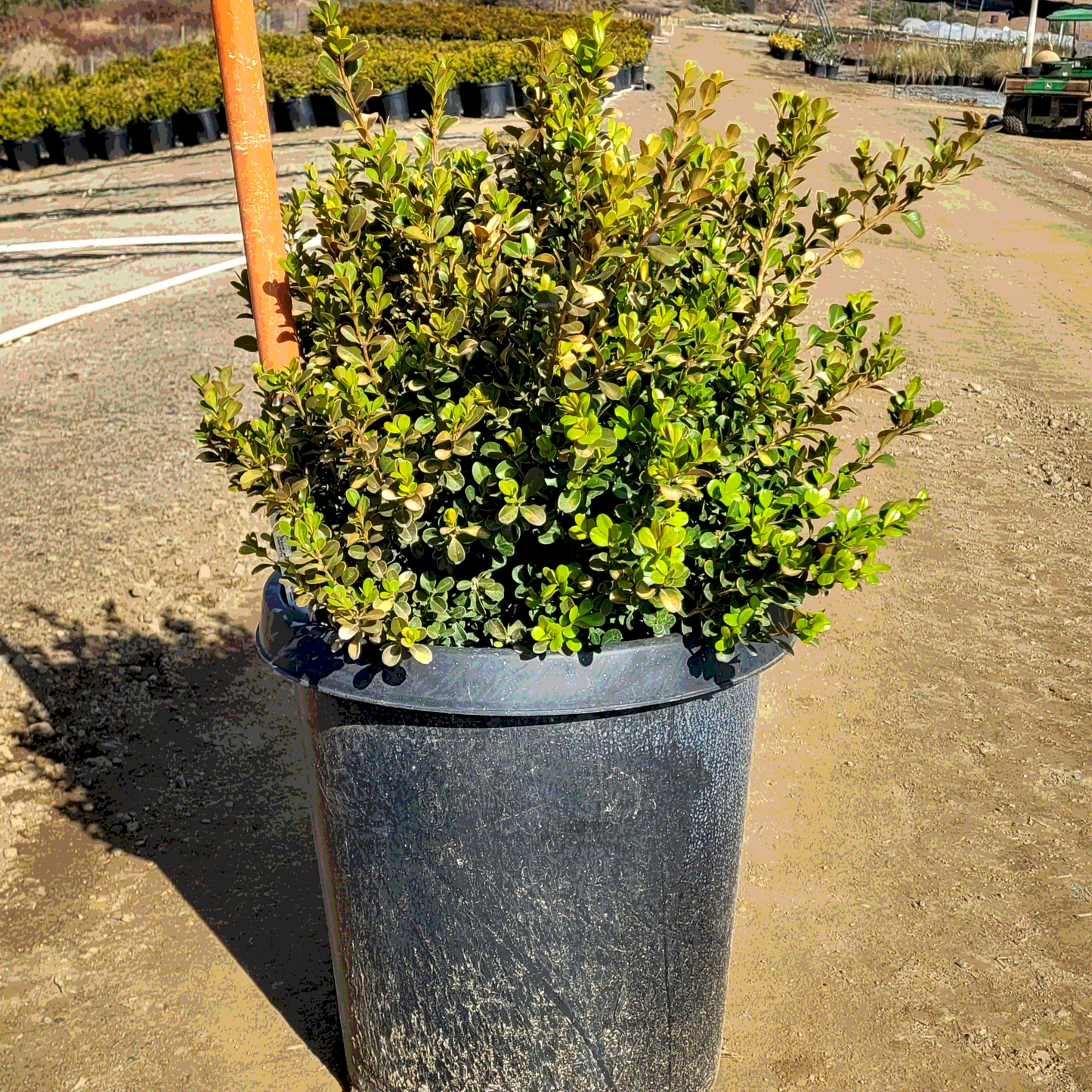 Japanese Boxwood - 15 Gallon - Special Order