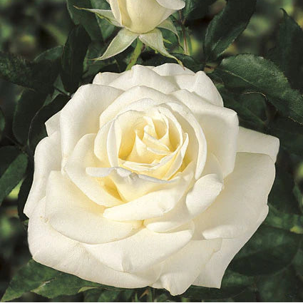 Rose John F. Kennedy - Hybrid Tea - TNP - #25006