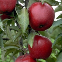 Apple 'Jonathan' - Grow Bag - #31694