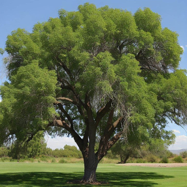 Arizona Walnut - 15 Gallon - #6371