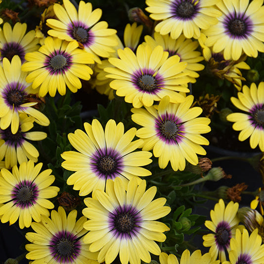 Annual Flowers - Vigoro - 2 Quart - HD - #32795
