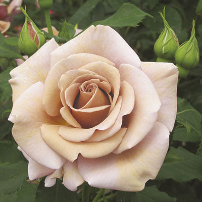 Rose Koko Loko - Floribunda - TNP - #27471