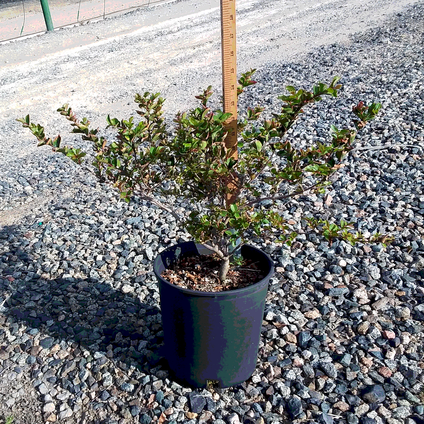 Bellini Grape Crape Myrtle - 2 Gallon - #33259