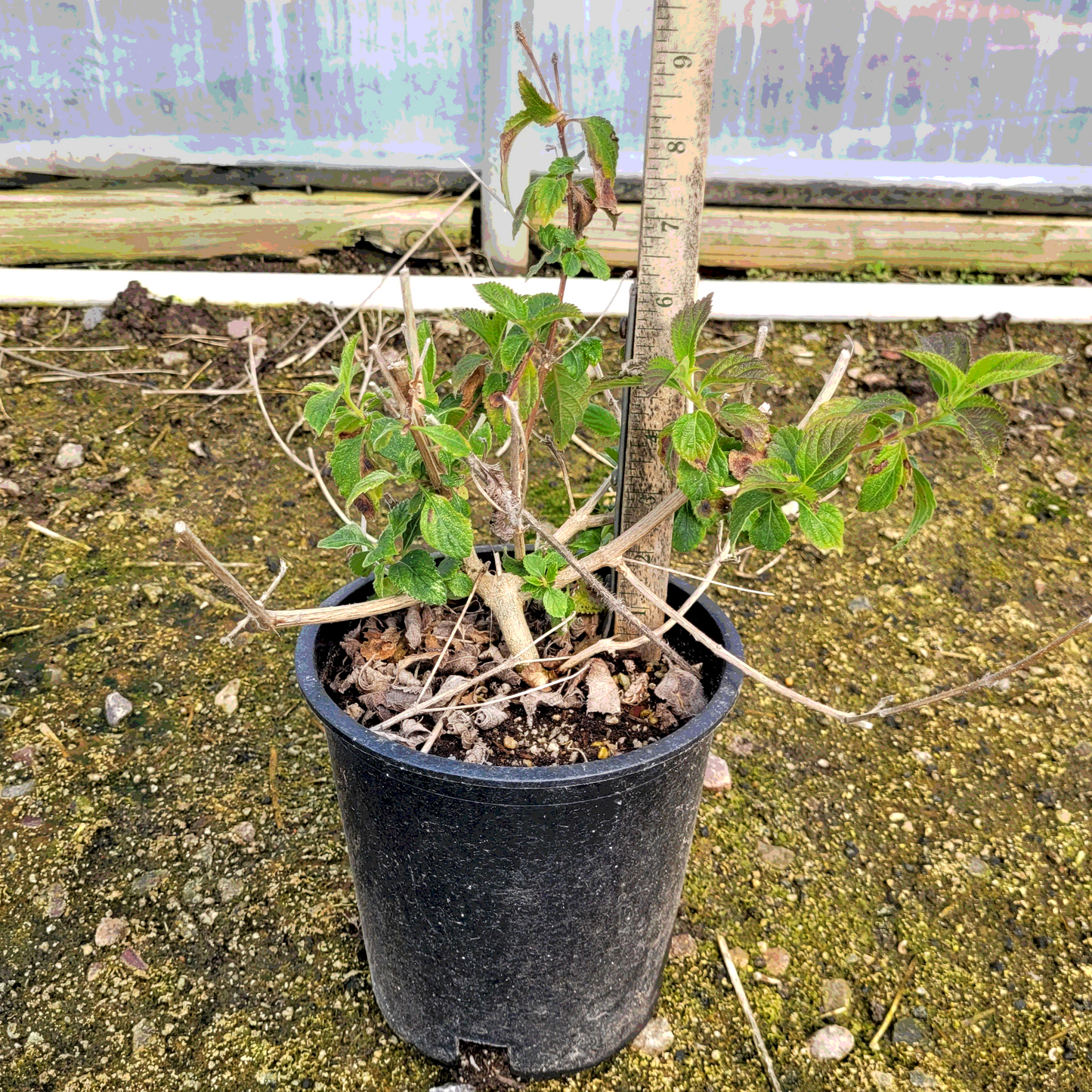 Lantana 'Carnival' - 1 Gallon - #20697