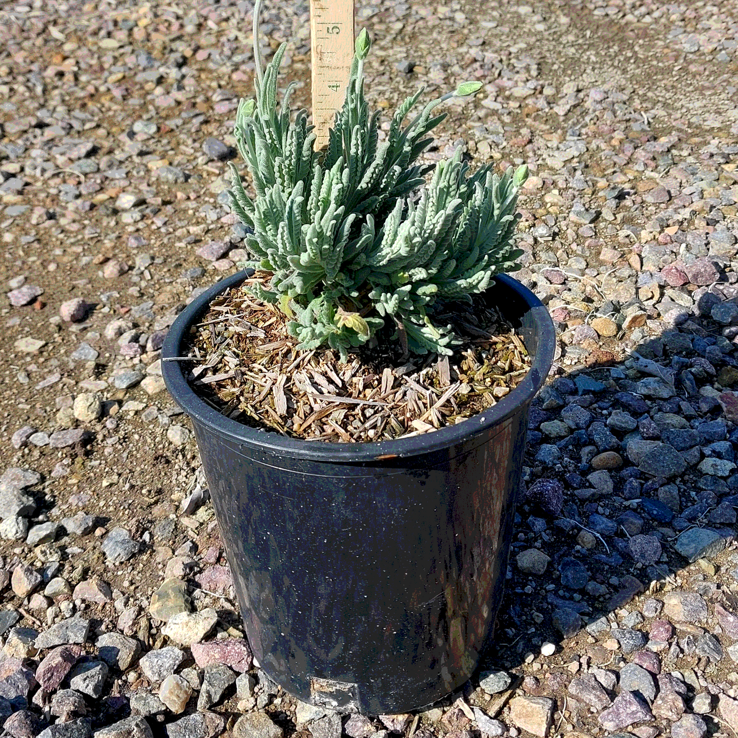 Goodwin Creek Lavender - 1 Gallon - #24280