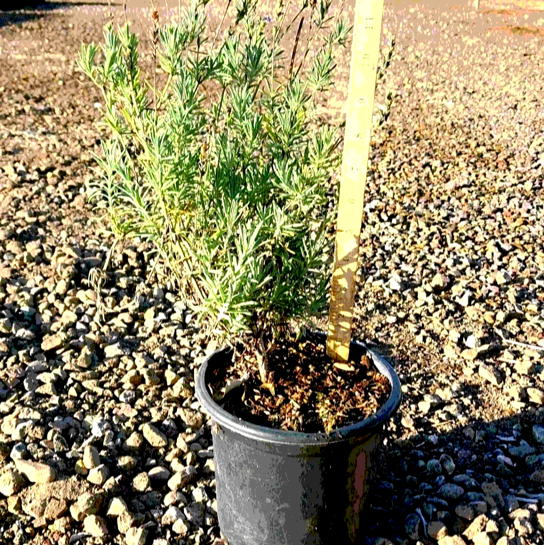 Lavender 'Sweet' - 1 Gallon - #21920