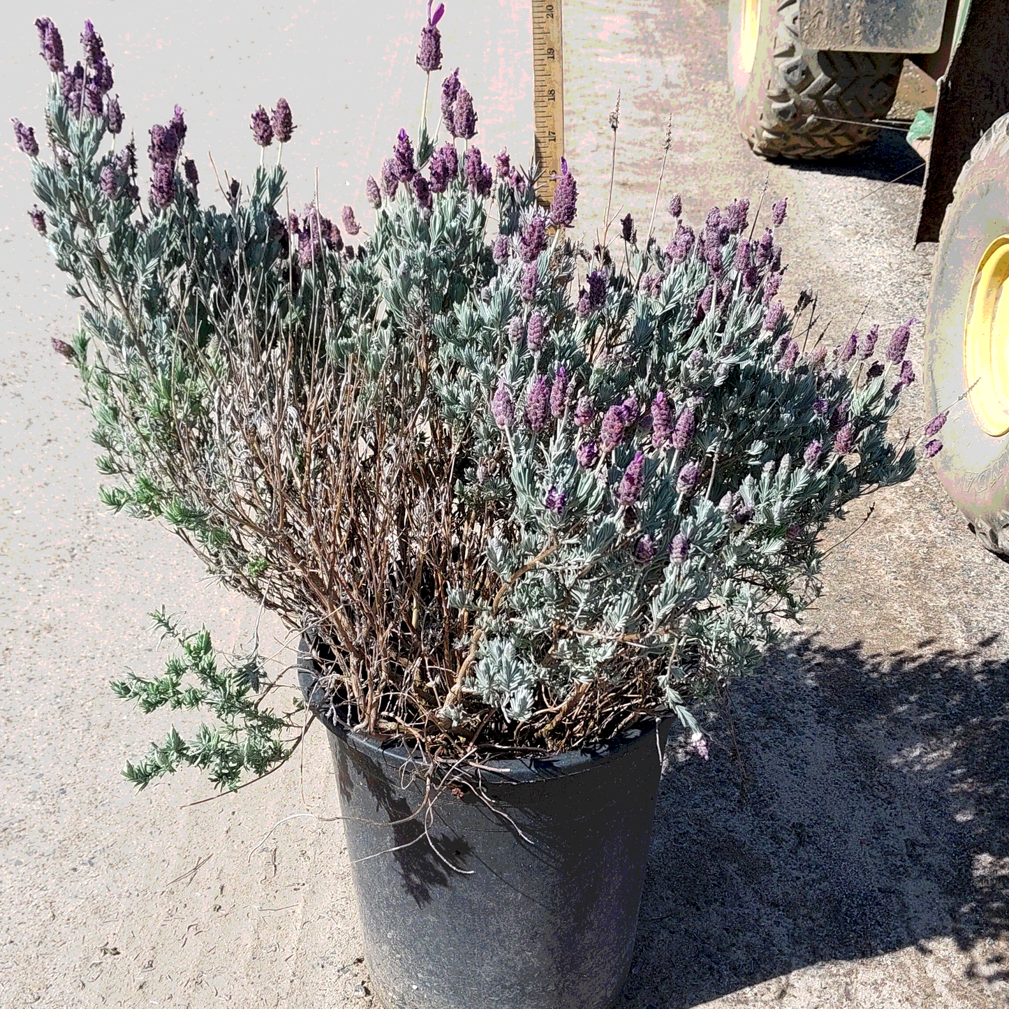 Sweet Lavender - 5 Gallon - #30123