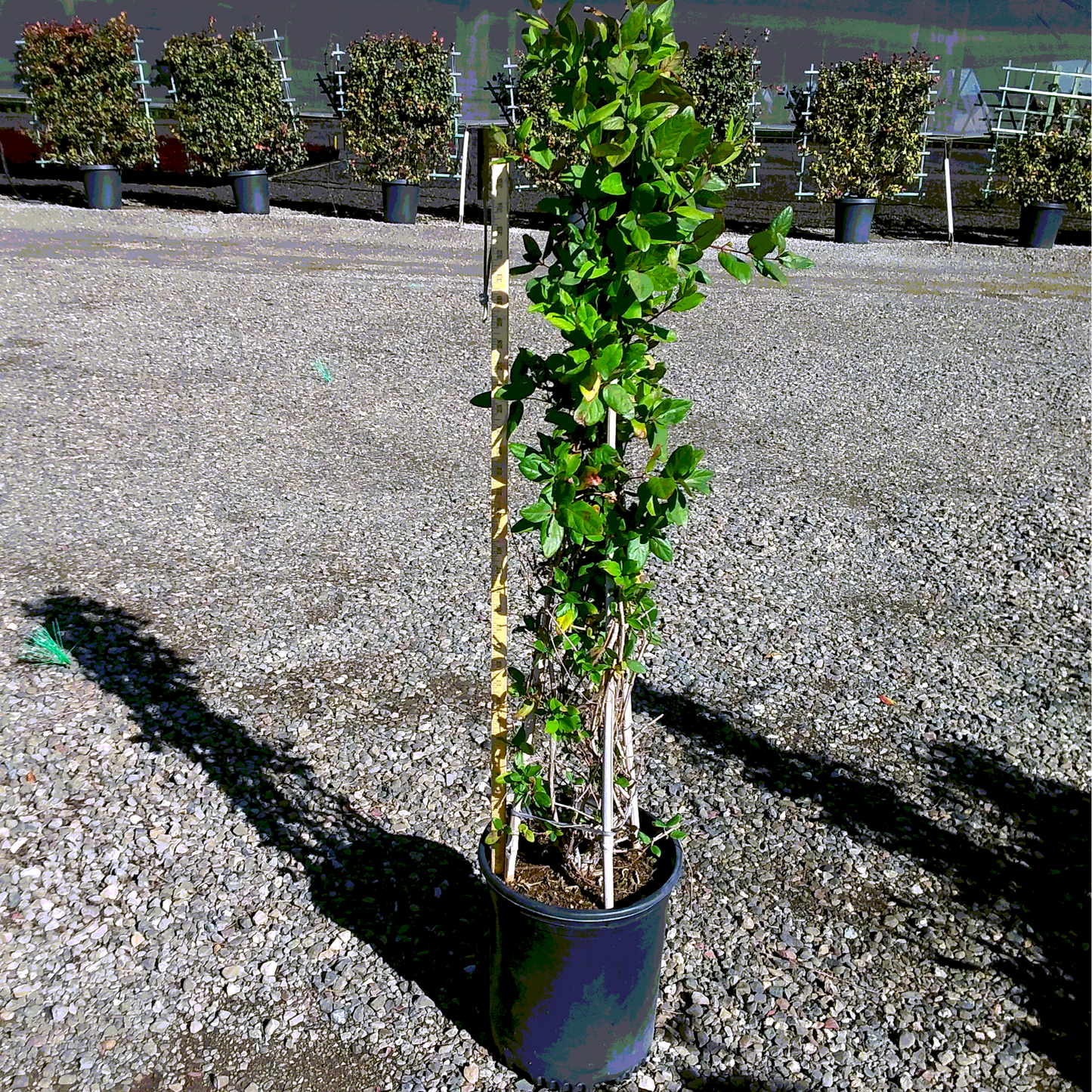 Hall's Honeysuckle - Staked - 5 Gallon - #281