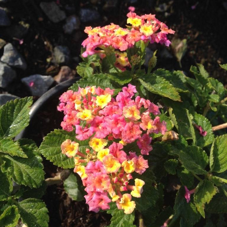 Lantana 'Carnival' - 5 Gallon - #32510