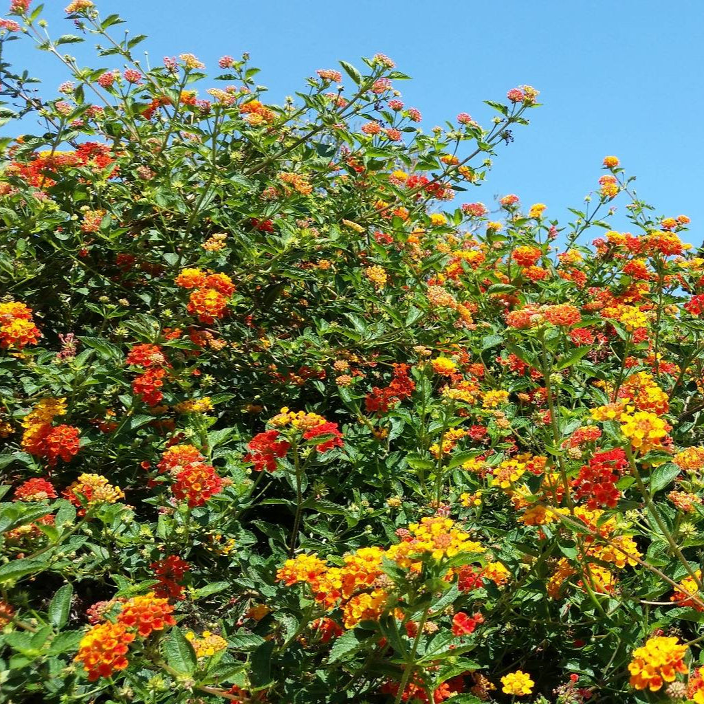 Lantana 'Radiation' - 5 Gallon - #6732