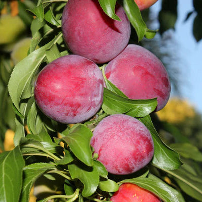 Plum Late Santa Rosa - Grow Bag - #29640