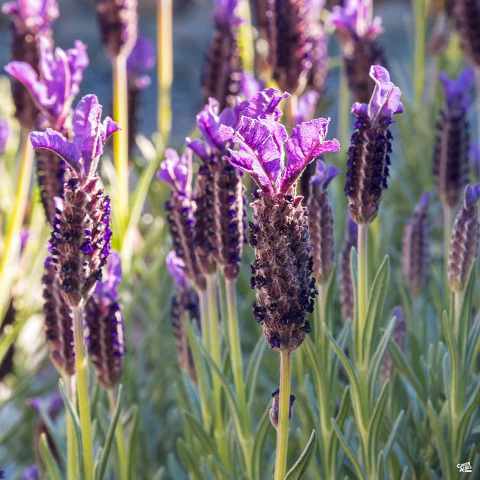 Lavender 'Otto Quast' - 3 Gallon - #31248