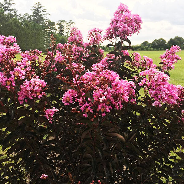 Crape Myrtle 'Lavender Lace' - 2 Gallon - #28096