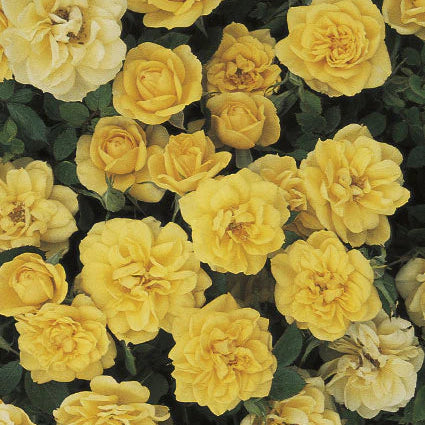 Rose Lemon Drop - Mini / Patio - TNP - #25697