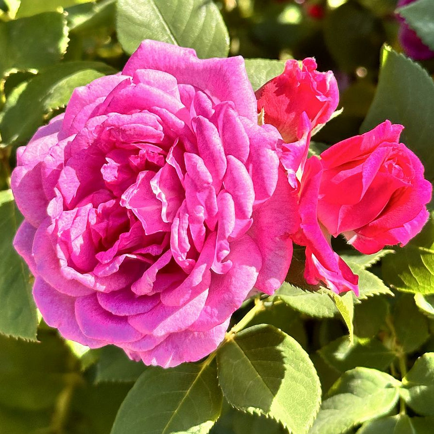 Rose Tree Life's Little Pleasures - 18" - 5 Gallon - #32580