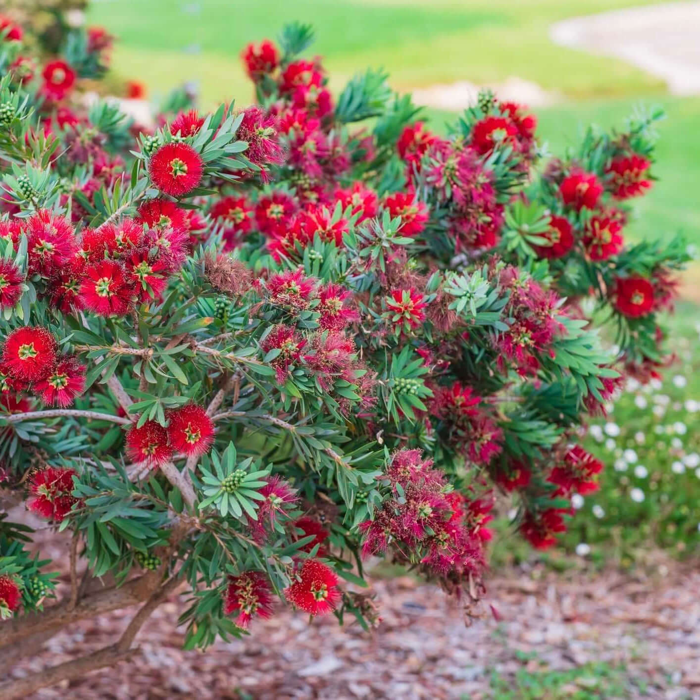 Little John Bottlebrush - 1 Gallon - #535