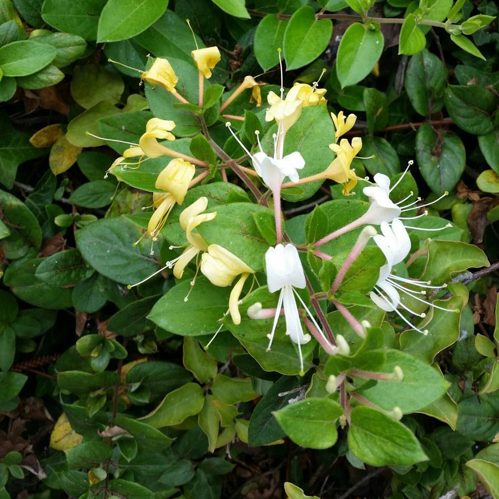Hall's Japanese Honeysuckle - 1 Gallon - #32713