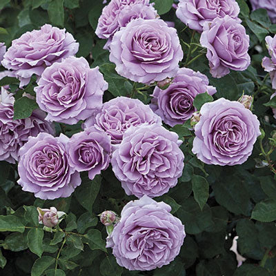 Rose Love Song - Floribunda - TNP - #29779