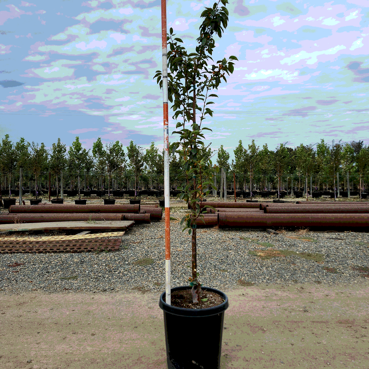 Crabapple 'Snowdrift' - 15 Gallon