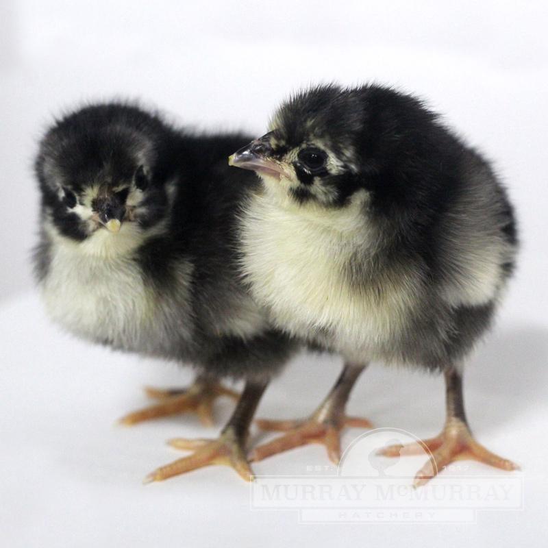 Chick Australorp Black Female - #14497