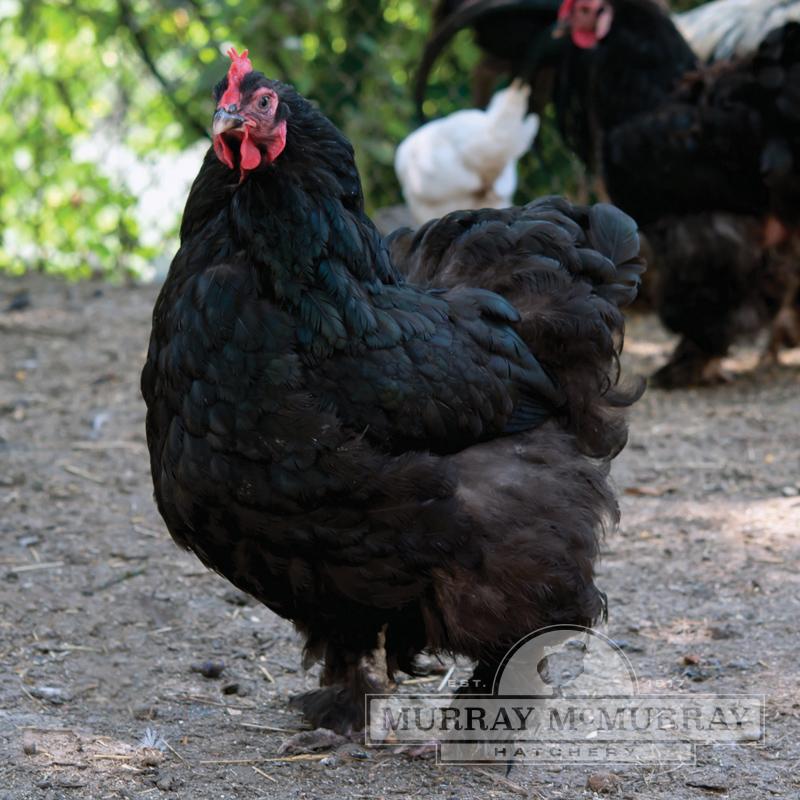 Black Cochin Chick Female - #26322