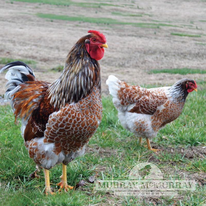 Blue Laced Red Wyandotte - Female - Chick - #19087