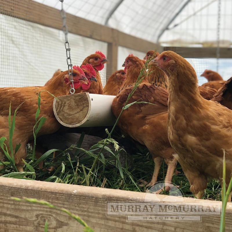 Murray's Big Red Chick - Female