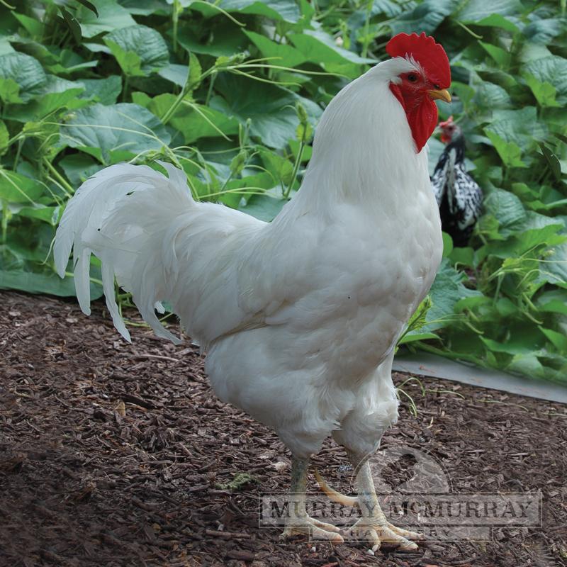 White Jersey Giants Chick - Female - #32470