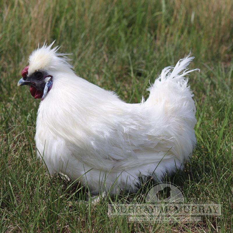 White Silkie Bantam - Unsexed