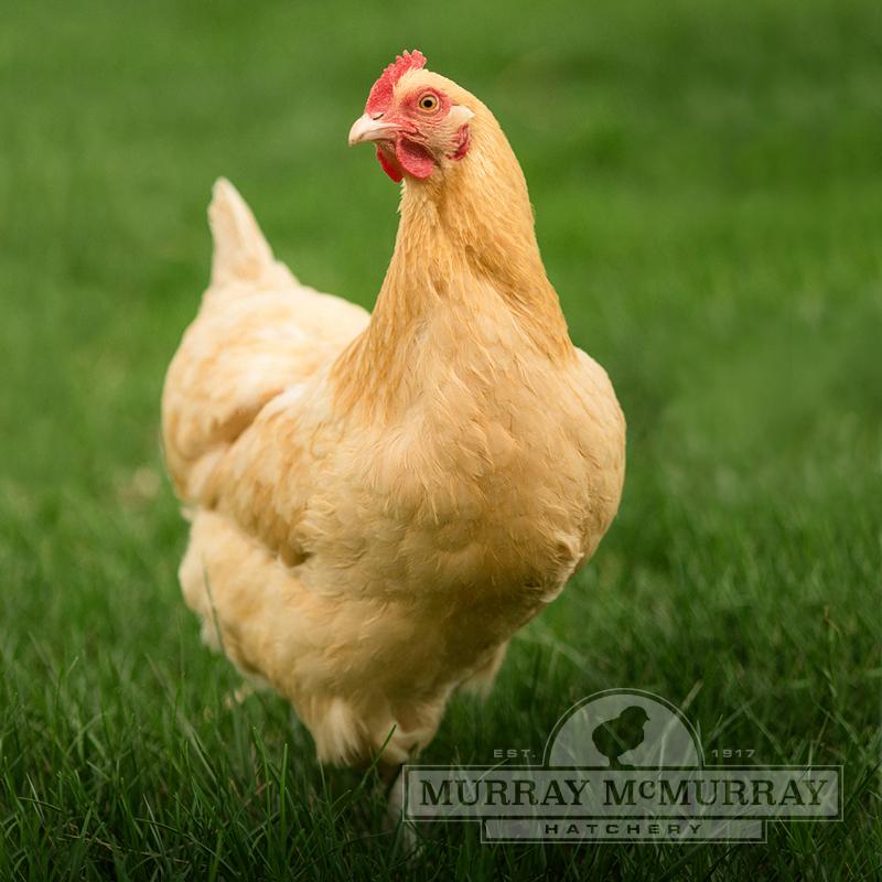Buff Orpington Chick - Female - #9520