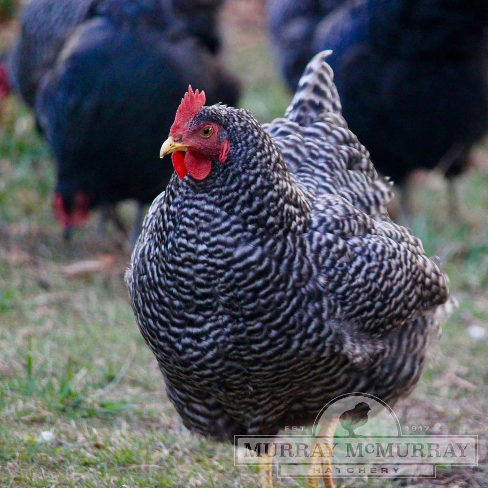 Barred Plymouth Rock Chick - Female - #9212