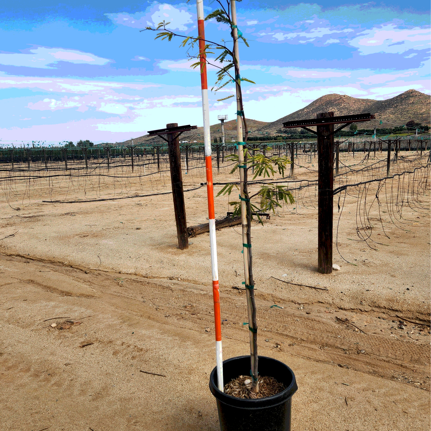 Chilean Mesquite - 15 Gallon - #2809