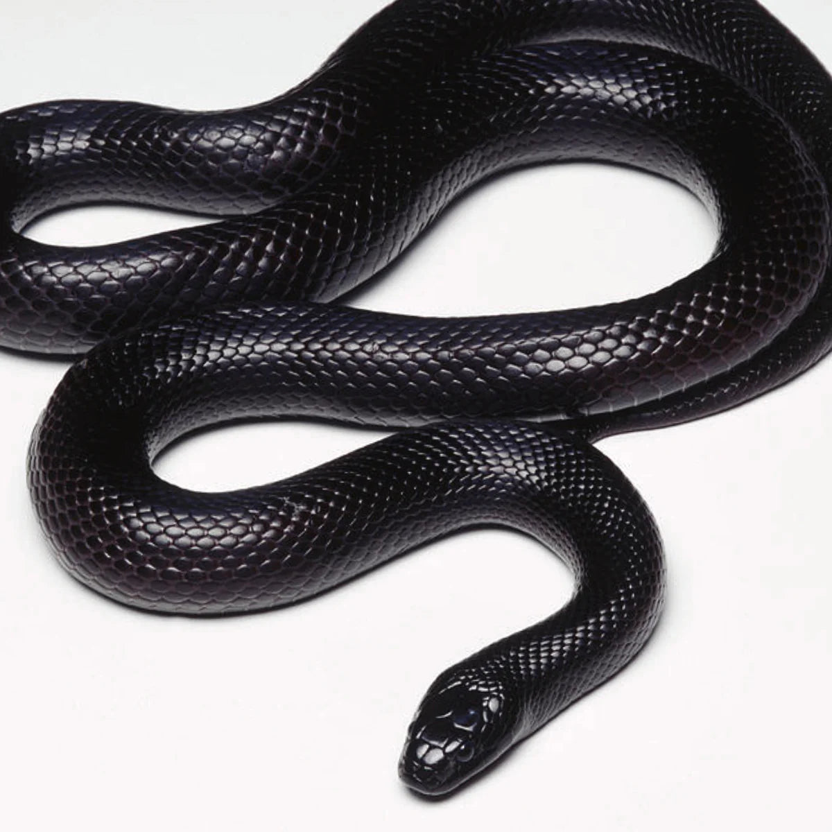 Mexican Black King Snake - #27347