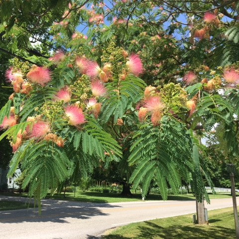 Mimosa Silk Tree - Grow Bag - #31718