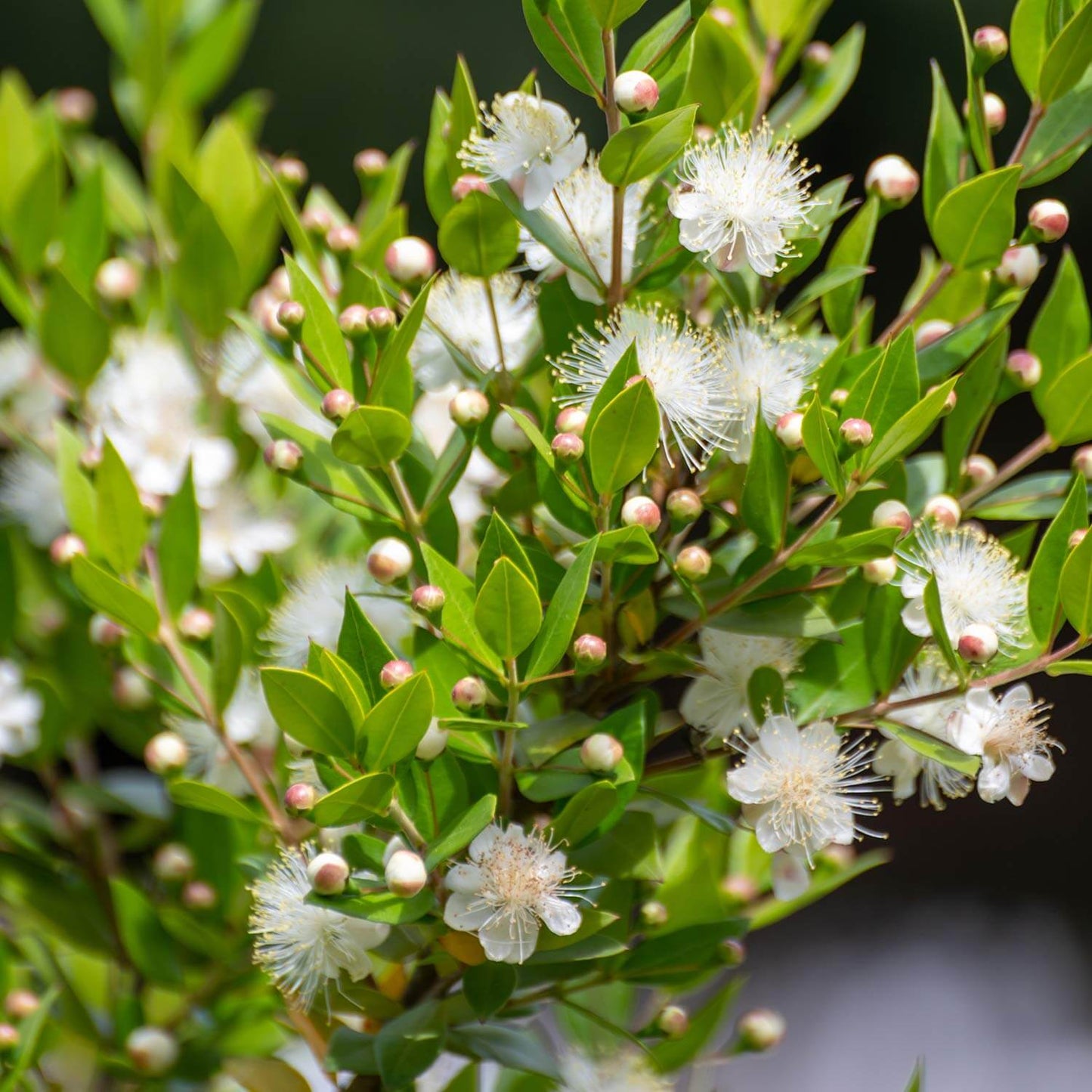 Myrtle 'Common Dwarf' - 5 Gallon - #2901