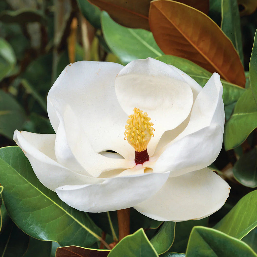 Magnolia 'Claudia Wannamaker' - 15 Gallon - #26034