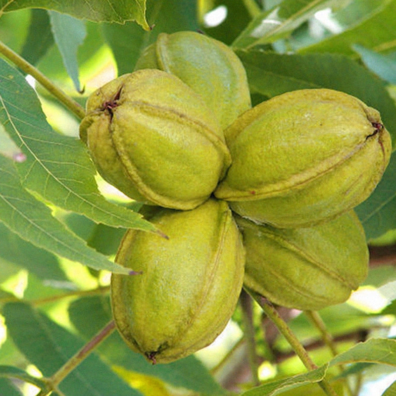Mahan Pecan - 7 Gallon - #29634