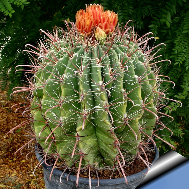 Cactus 'Native Barrel' - 5 Gallon - #22626